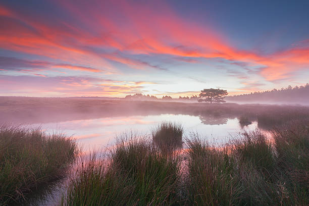 Foggy morning at sunrise. By a pond in National Park De Hoge Veluwe.