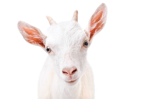 istock Portrait of a curious young goat 599101308
