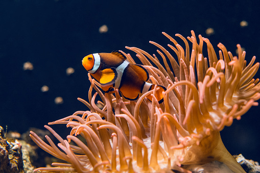 Clown fish swimming by coral