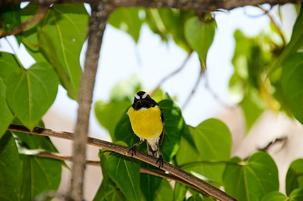 istock Bananaquit bird in Curacao 599102496