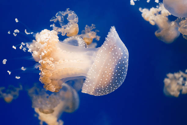 spotted água-viva - box jellyfish - fotografias e filmes do acervo