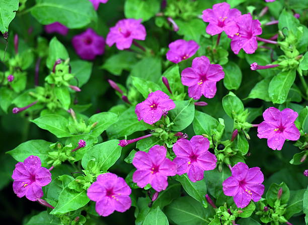 summer rain - blossoms after rain - mirabilis jalapa Photo of mirabilis jalapa type summer flowers. There are rain drops on the blossoms.  mirabilis jalapa stock pictures, royalty-free photos & images