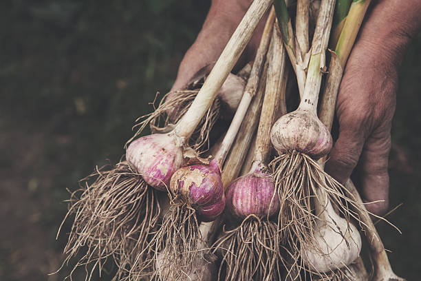 Organic garlic gathered at ecological farm in farmer's hands Organic garlic bulbs gathered at ecological farm in old farmer's dirty hands. Harvest at agricultural production business. Natural healthy food outdoors in field. Soft toning growing garlic stock pictures, royalty-free photos & images