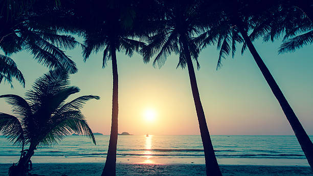istock Sunset and silhouette of palm trees on the beach. 599104778