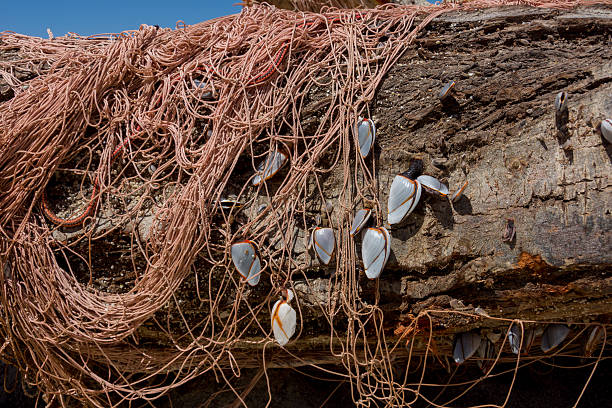 treibholz estou strand - fishing net commercial fishing net netting isolated - fotografias e filmes do acervo