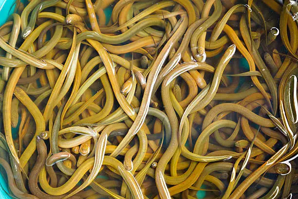 Photo of Live eels
