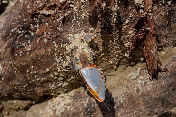 treibholz estou strand - fishing net commercial fishing net netting isolated - fotografias e filmes do acervo