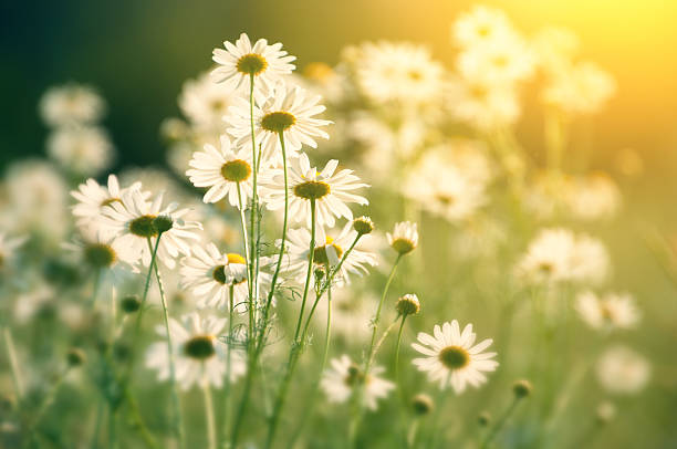 marguerite dans le champ au soleil - regardant vers le soleil - blue chamomile photos et images de collection