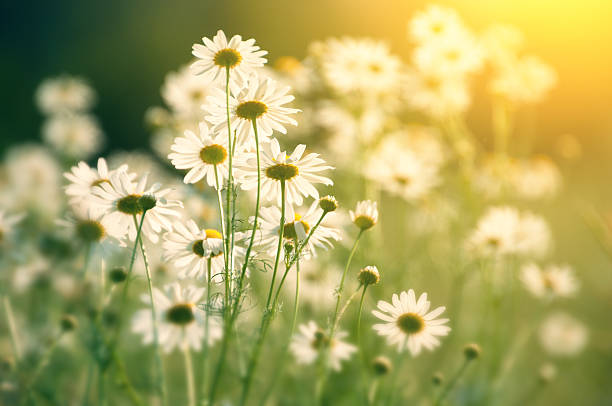 daisy in field in sunlight - looking into the sun - chamomile daisy sky flower imagens e fotografias de stock