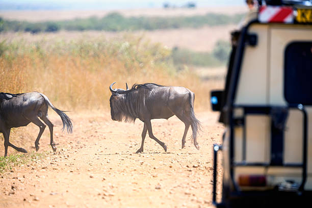 istock Great Wildebeest Migration in Kenya with Safari Vehicle 599112522