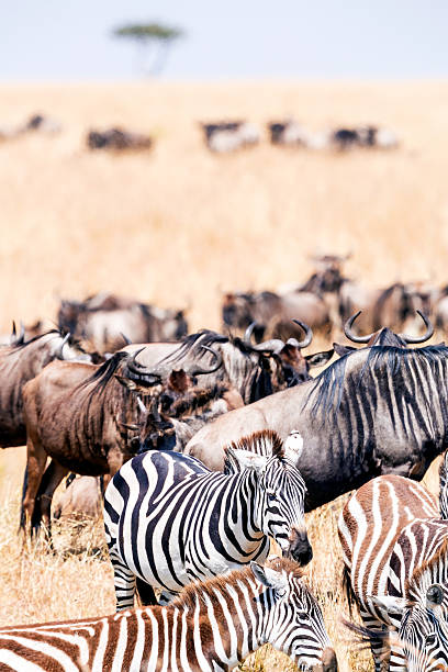 istock Acacia, Zebras and Wildebeest herd in great migration 599113040