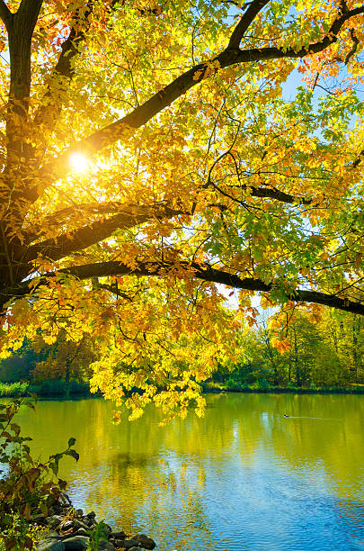 colorful maple tree in fall in sunlight at a river - autumn sun oak tree imagens e fotografias de stock