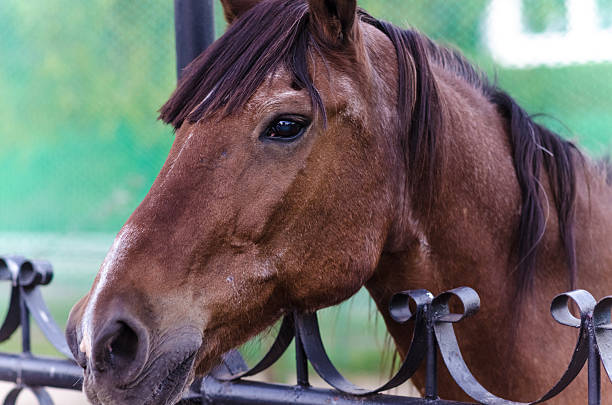 istock brown horse behind the fence 599114116
