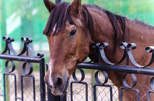 istock brown horse behind the fence 599114654