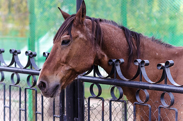 istock brown horse behind the fence 599115004