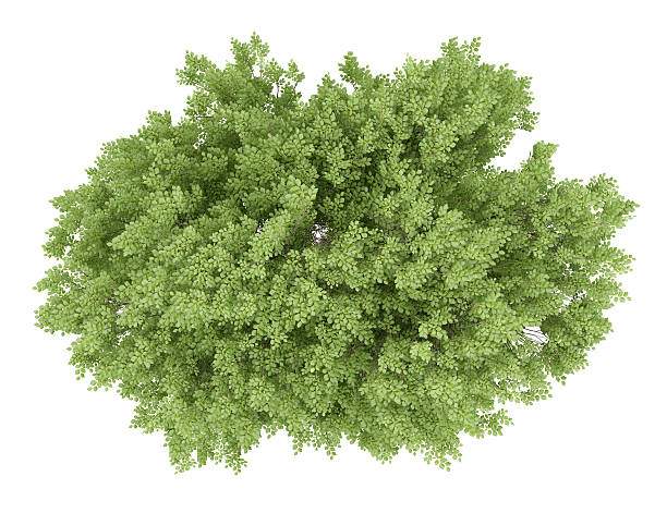 istock top view of common beech tree isolated on white background 599115248