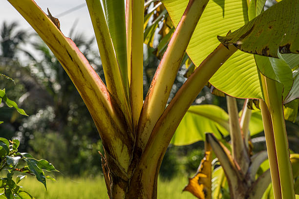 pianta di banana che cresce nella fattoria orgainica asia. - orgainic foto e immagini stock