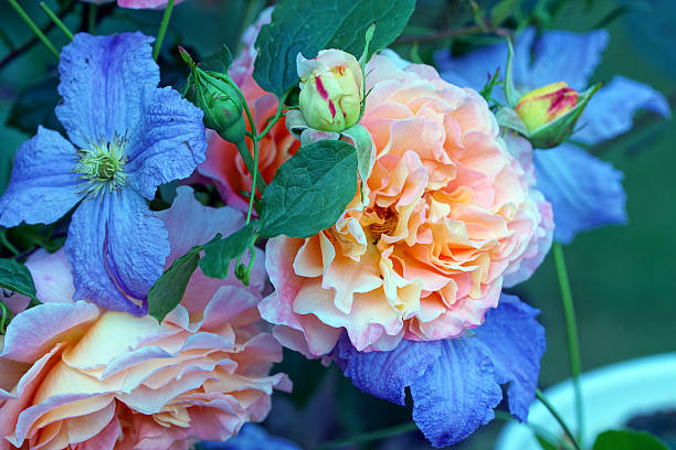 istock Rose ‚Augusta Luise‘ and clematis 599116542