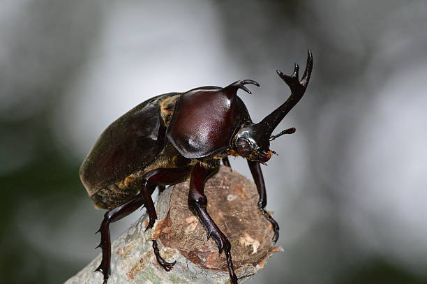 istock Japanese rhinoceros beetle 599116930