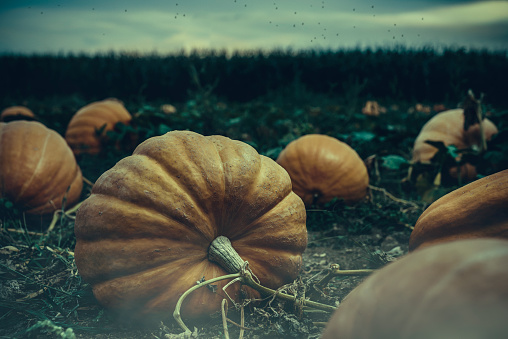 Scary field of pumpkins. Halloween theme.