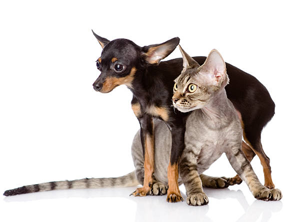 istock devon rex cat and toy-terrier puppy together. isolated on white 599119550