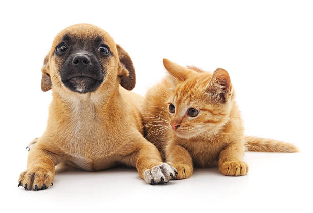 istock Red cat and puppy. 599119878
