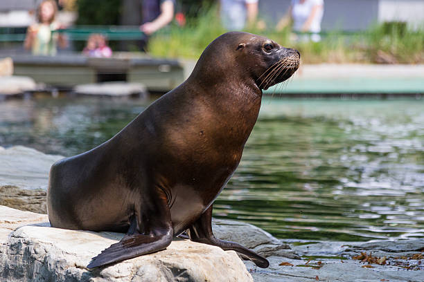 istock Eared seal or otariid mammal on a rock 599120430