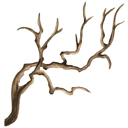 Watercolor bare tree, snag, bough, drift wood, branch closeup isolated on white background. Hand painting on paper