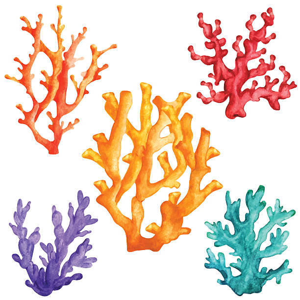 Watercolor colorful corals Watercolor colorful corals set closeup isolated on white background. Hand painting on paper coral stock illustrations