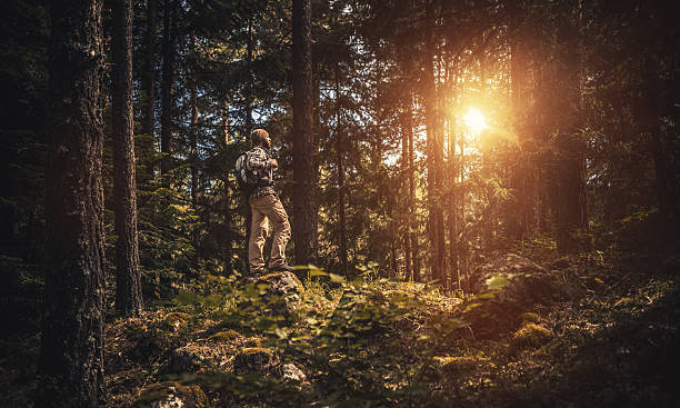 istock Traveler walking alone in the forest at sunset 599124316