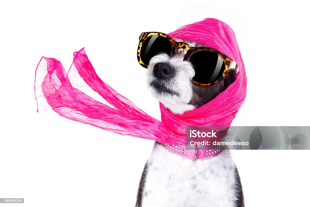 diva chic dog chic fashionable diva luxury  cool dog with funny sunglasses, scarf and necklace, isolated on white background Dog Stock Photo