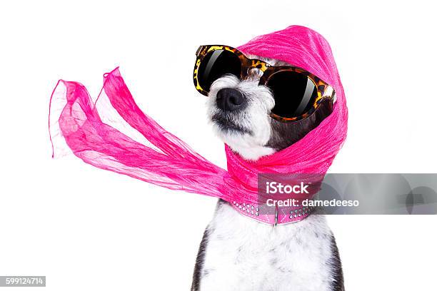 Diva Chic Dog Stock Photo - Download Image Now - Dog, Luxury, Elegance