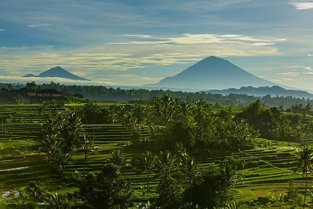 istock Bali Rice Terraces. Rice fields of Jatiluwih 599124826