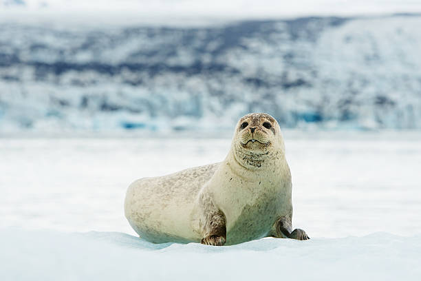 istock Lying Bearded seal on ice in arctic Svalbard 599125084