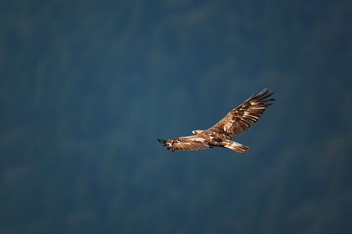 A golden eagle is gliding over the mountain surface.