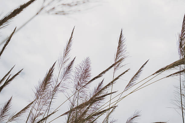 istock Poaceae grass flower are blowing by wind, selective focus 599128392
