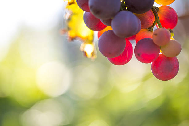 istock Close-up of Red grape in the vineyard 599129770