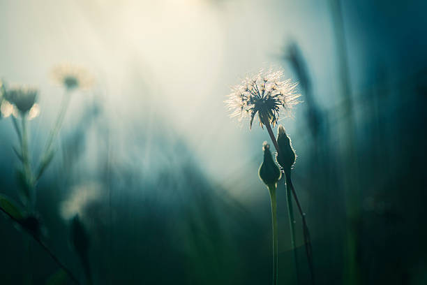 istock Morning light in the field 599131348