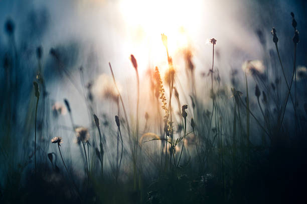 morgenlicht auf dem feld - dandelion wildflower field flower stock-fotos und bilder
