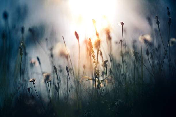 luz de la mañana en el campo - wildflower nobody grass sunlight fotografías e imágenes de stock