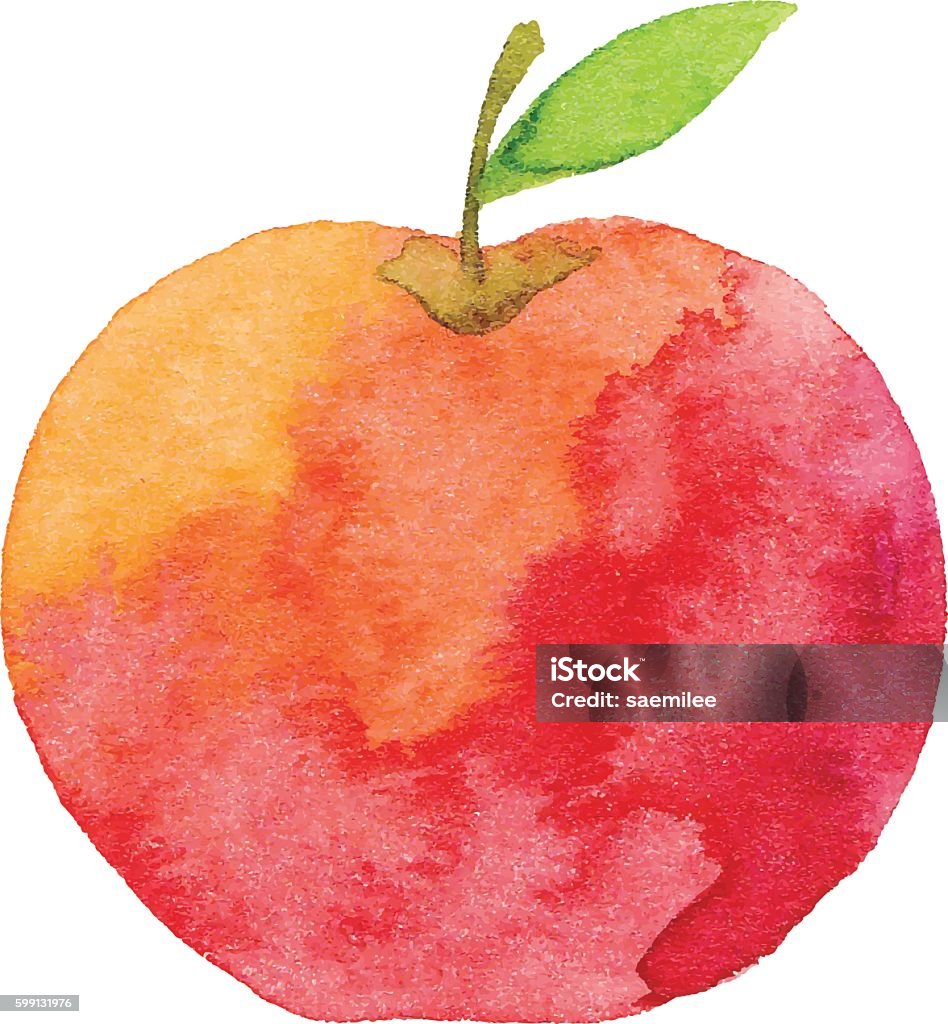 Watercolor Apple Vector illustration of apple. Apple - Fruit stock vector