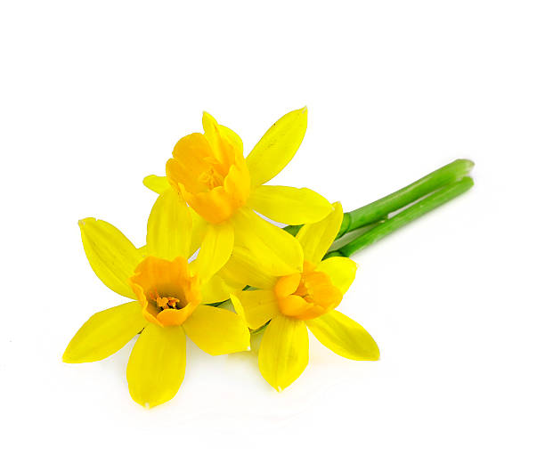 желтый желтый  - daffodil flower yellow vase стоковые фото и изображения