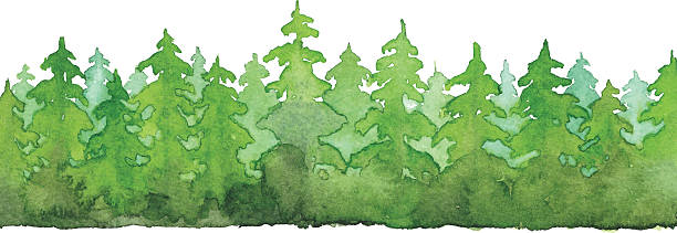 Watercolor Forest Vector illustration of pine tree forest. green painted wood texture stock illustrations