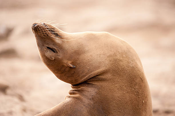 istock San Diego Sea Lion arching backwards 599133674