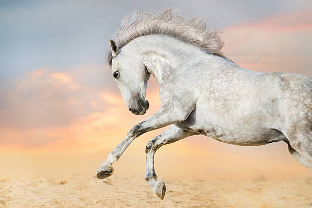istock White horse rearing up 599133726