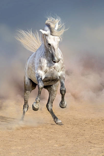 istock White horse rearing up 599133810