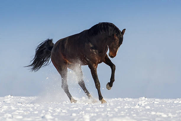istock Horse in snow 599133844