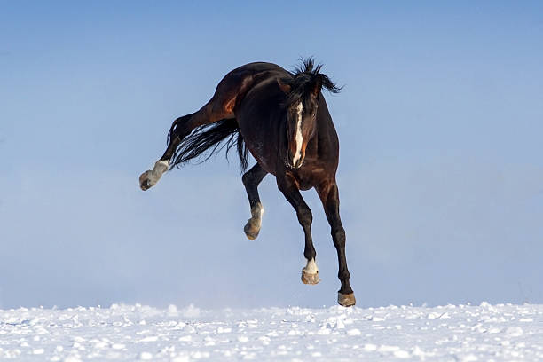 istock Horse in snow 599133888