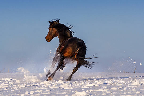 istock Horse in snow 599134142