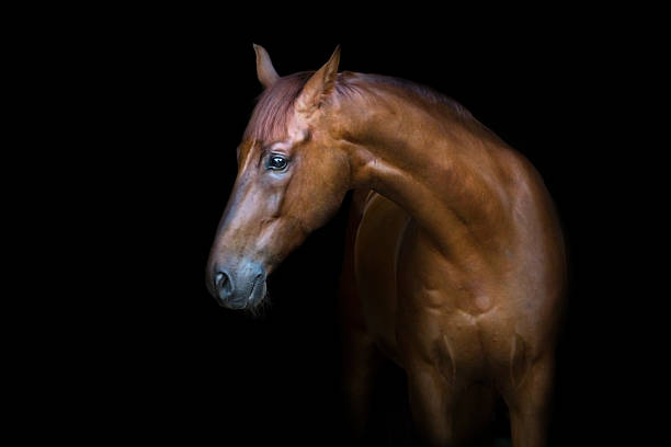istock Red horse portrait 599134192
